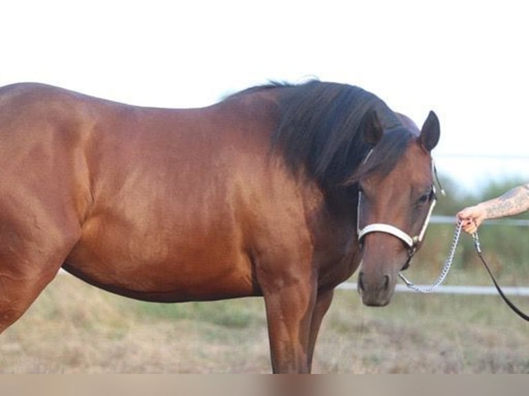 American Quarter Horse Klacz 2 lat 160 cm Gniada in Herborn