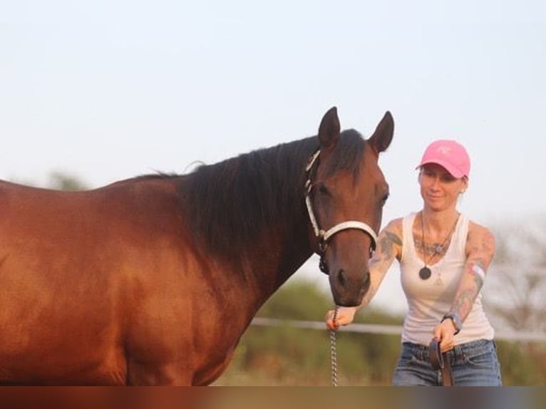 American Quarter Horse Klacz 2 lat 160 cm Gniada in Herborn