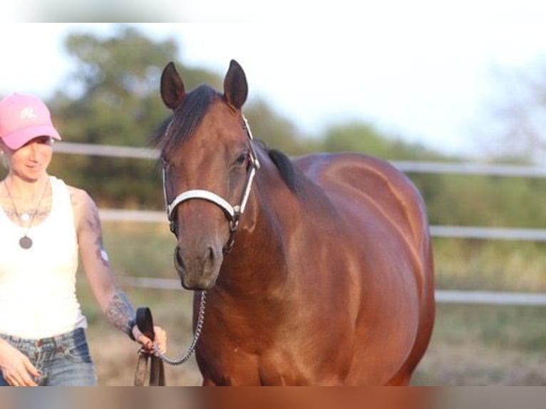 American Quarter Horse Klacz 2 lat 160 cm Gniada in Herborn