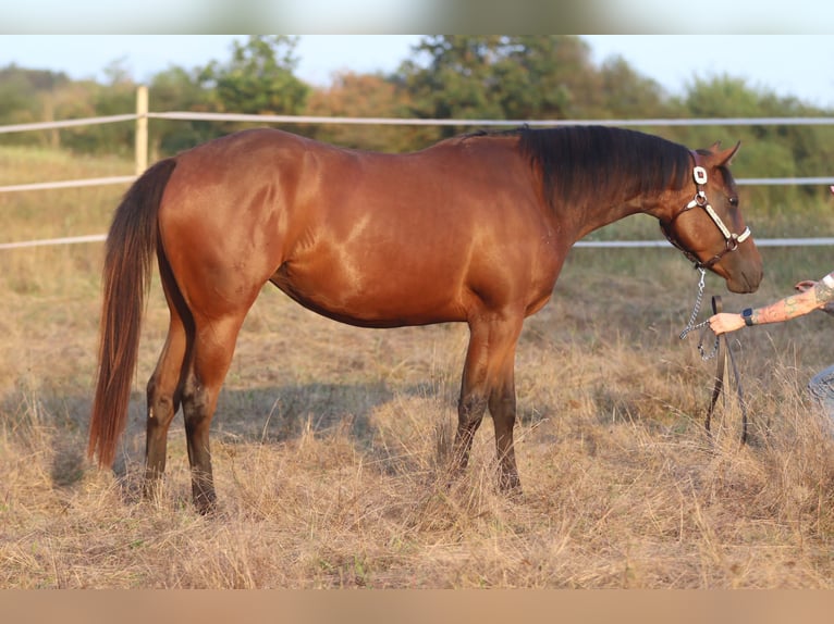 American Quarter Horse Klacz 2 lat 160 cm Gniada in Herborn