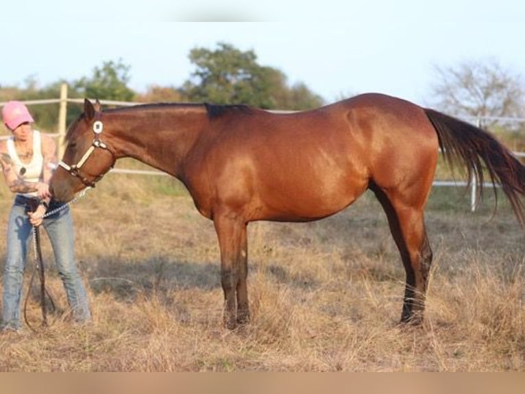 American Quarter Horse Klacz 2 lat 160 cm Gniada in Herborn