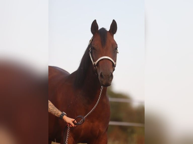 American Quarter Horse Klacz 2 lat 160 cm Gniada in Herborn