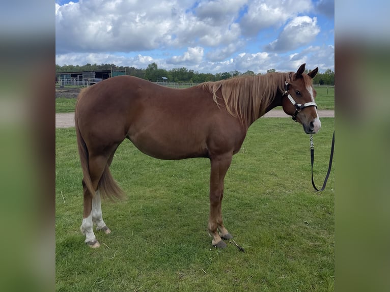 American Quarter Horse Klacz 2 lat 160 cm Kasztanowata in Habighorst
