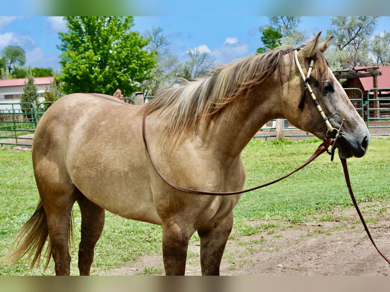 American Quarter Horse Klacz 2 lat Bułana in Fort Collins American Quarter Horse Klacz 2 lat Bułana in Fort Collins