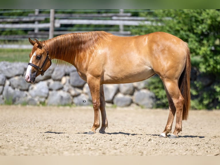 American Quarter Horse Klacz 2 lat Bułana in Ungenach