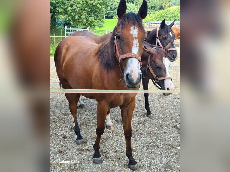 American Quarter Horse Klacz 2 lat Ciemnokasztanowata in Perwang am Grabensee