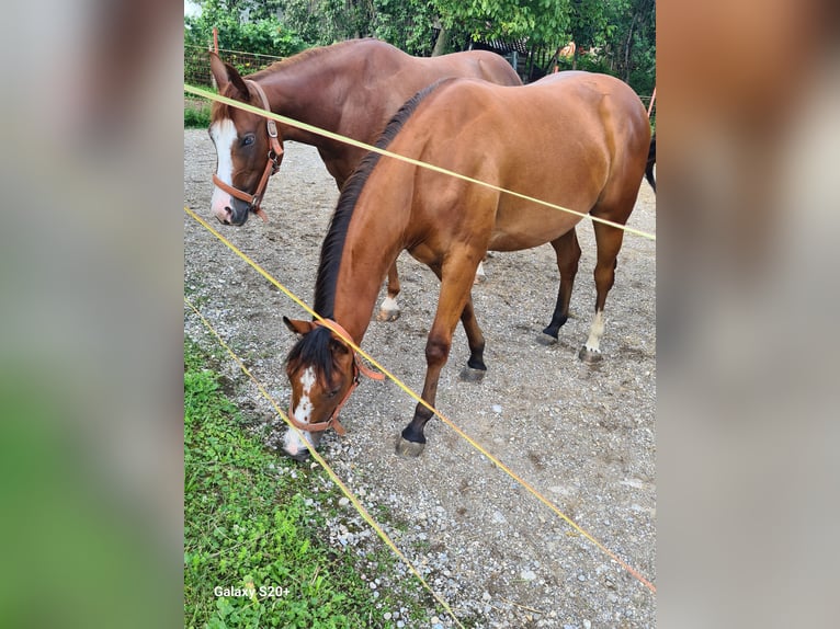 American Quarter Horse Klacz 2 lat Ciemnokasztanowata in Perwang am Grabensee