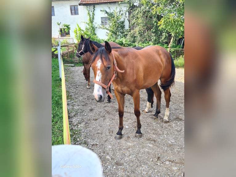 American Quarter Horse Klacz 2 lat Ciemnokasztanowata in Perwang am Grabensee