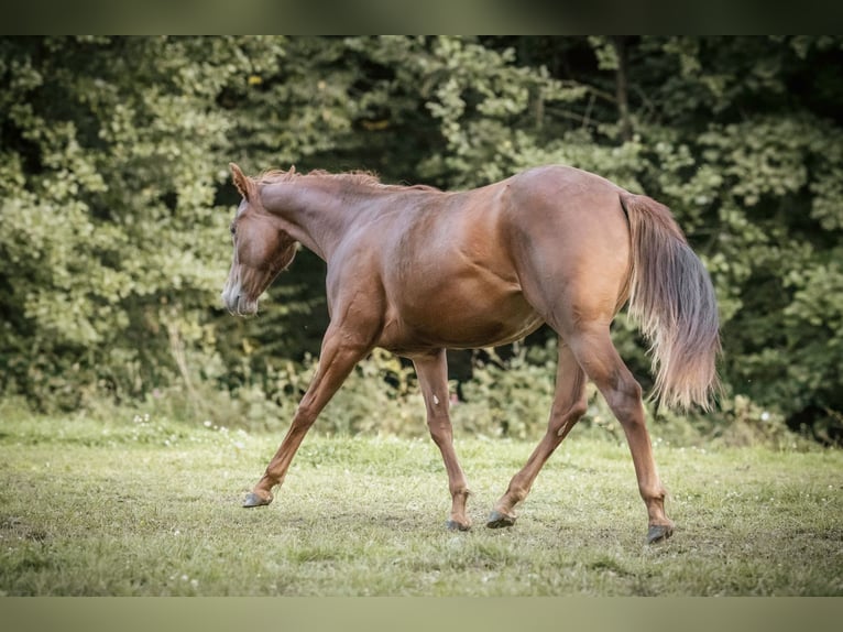 American Quarter Horse Klacz 2 lat Ciemnokasztanowata in Lindlar