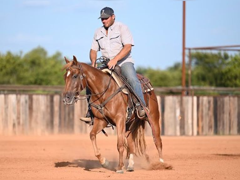 American Quarter Horse Klacz 2 lat Cisawa in Waco