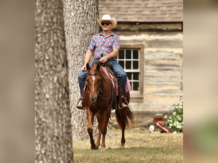 American Quarter Horse Klacz 2 lat Cisawa in Buffalo