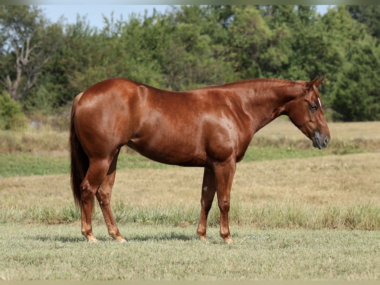 American Quarter Horse Klacz 2 lat Cisawa in Buffalo