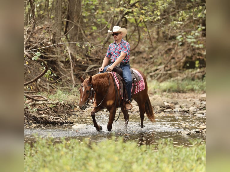 American Quarter Horse Klacz 2 lat Cisawa in Buffalo
