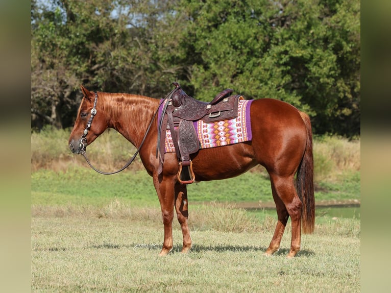 American Quarter Horse Klacz 2 lat Cisawa in Buffalo