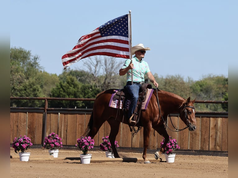 American Quarter Horse Klacz 2 lat Cisawa in Buffalo