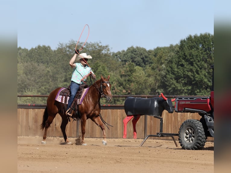 American Quarter Horse Klacz 2 lat Cisawa in Buffalo