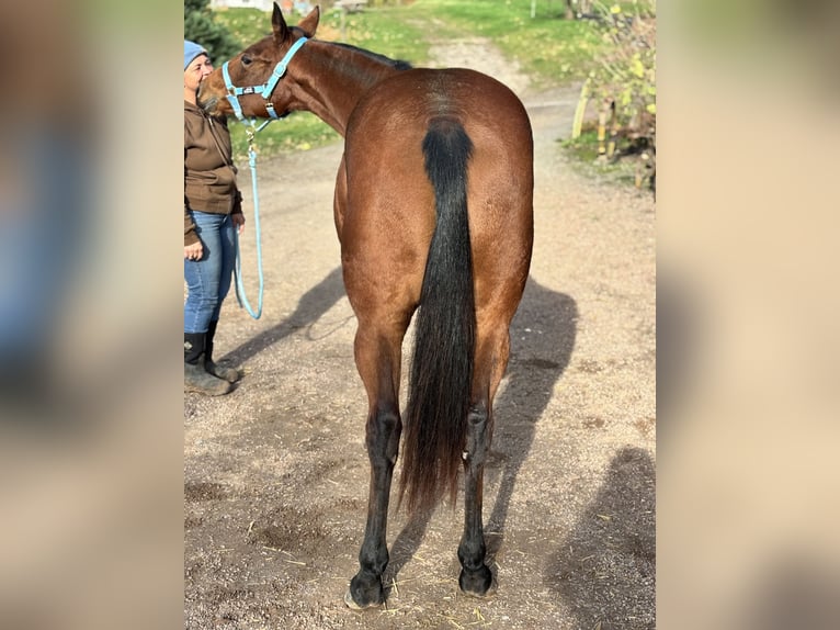 American Quarter Horse Klacz 2 lat Gniada in Berga-W&#xFC;nschendorf