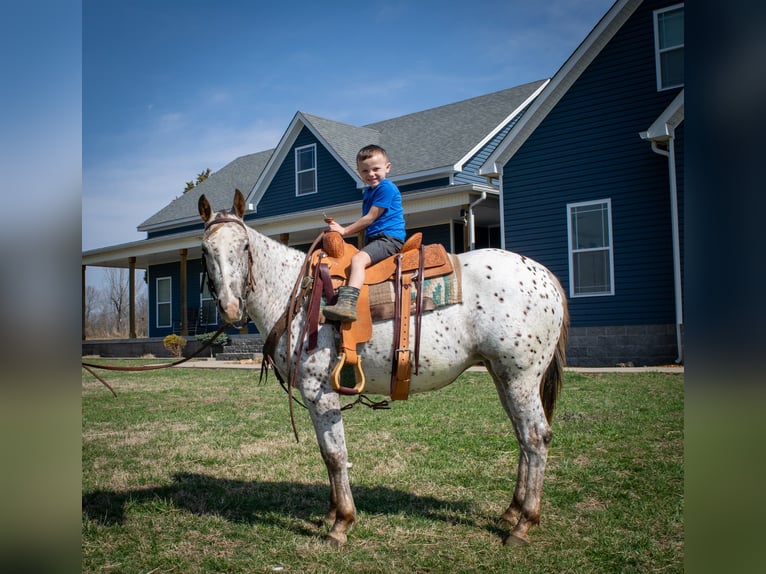 American Quarter Horse Klacz 2 lat Gniada in Greenville Ky