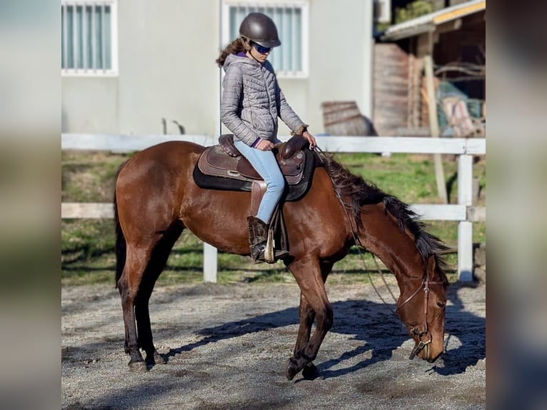 American Quarter Horse Klacz 2 lat Gniada in Traona