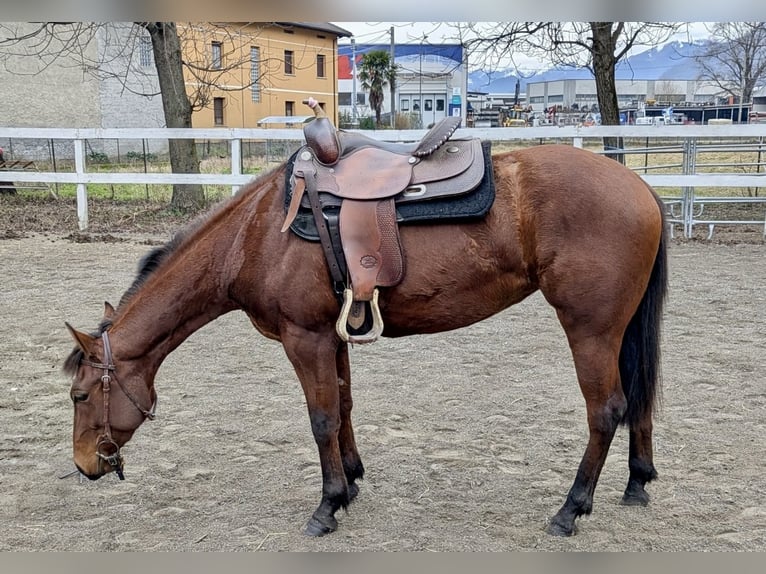 American Quarter Horse Klacz 2 lat Gniada in Traona