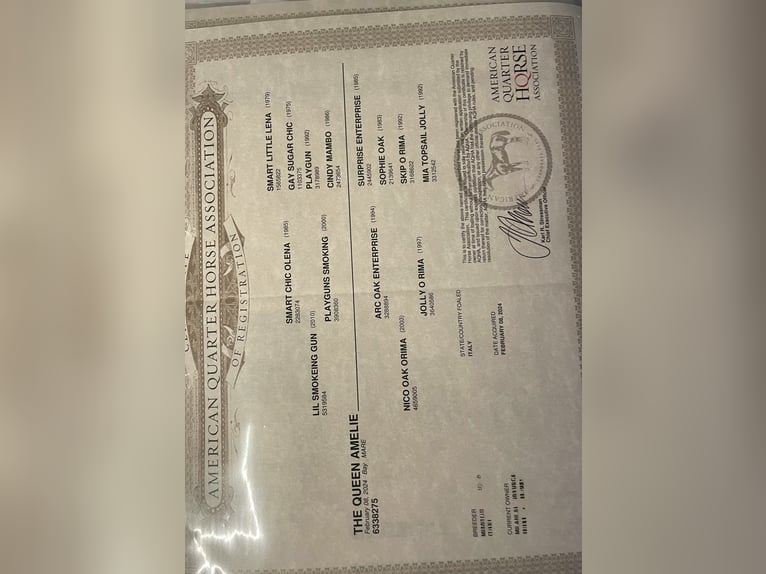 American Quarter Horse Klacz 2 lat Gniada in Traona