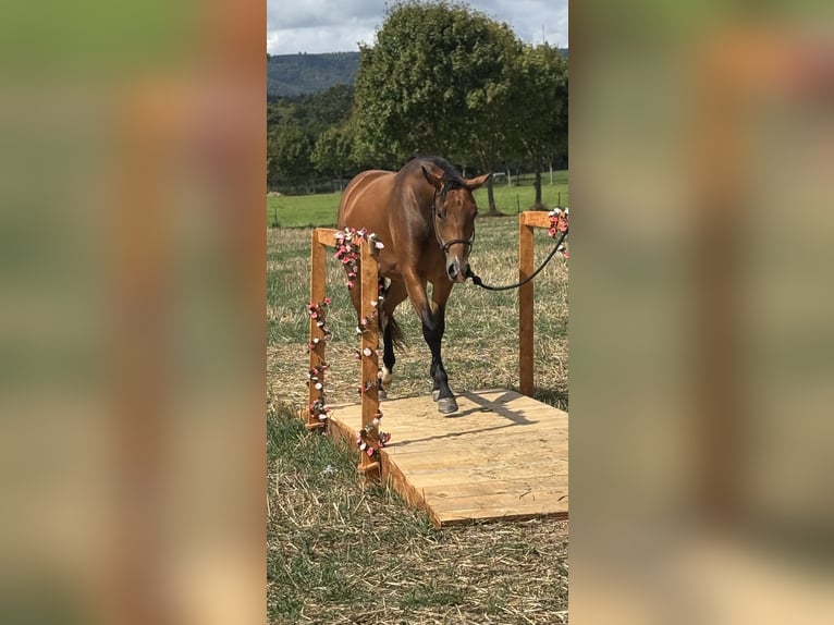 American Quarter Horse Klacz 2 lat Gniada in Laubach