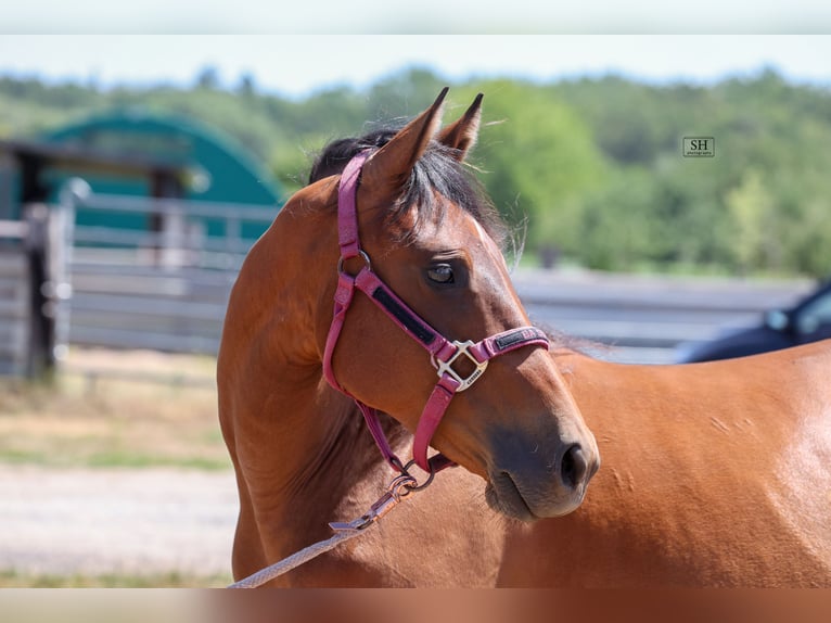 American Quarter Horse Klacz 2 lat Gniada in Rodenbach