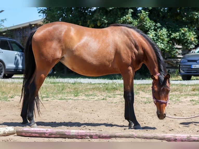 American Quarter Horse Klacz 2 lat Gniada in Rodenbach