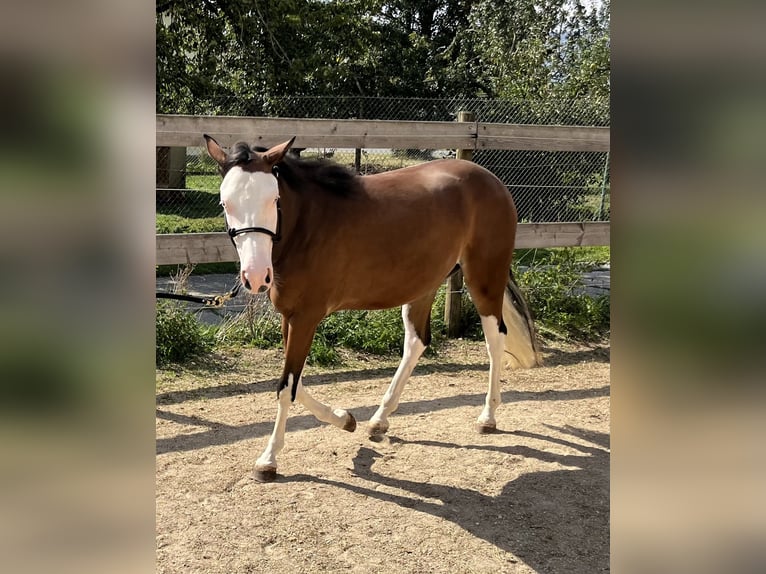 American Quarter Horse Klacz 2 lat Gniada in Freystadt