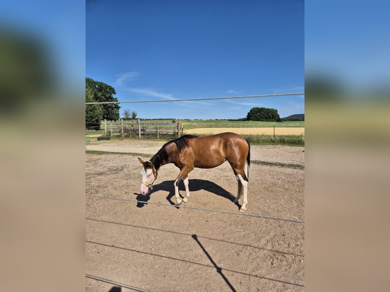 American Quarter Horse Klacz 2 lat Gniada in Freystadt