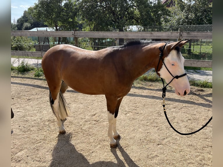 American Quarter Horse Klacz 2 lat Gniada in Freystadt