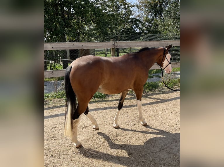 American Quarter Horse Klacz 2 lat Gniada in Freystadt