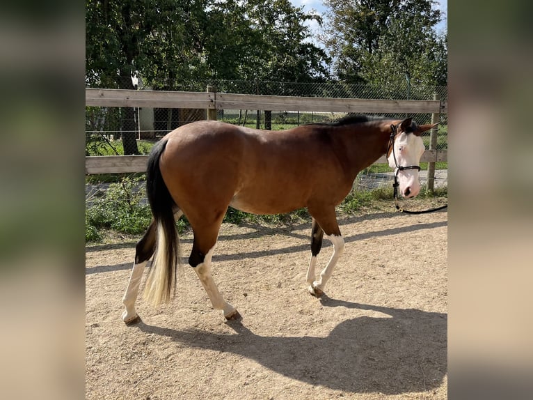 American Quarter Horse Klacz 2 lat Gniada in Freystadt