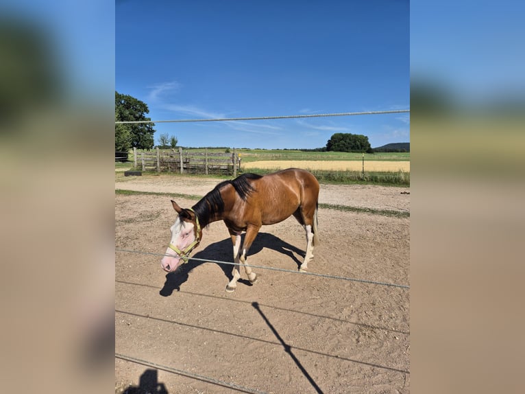 American Quarter Horse Klacz 2 lat Gniada in Freystadt