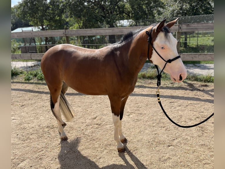 American Quarter Horse Klacz 2 lat Gniada in Freystadt