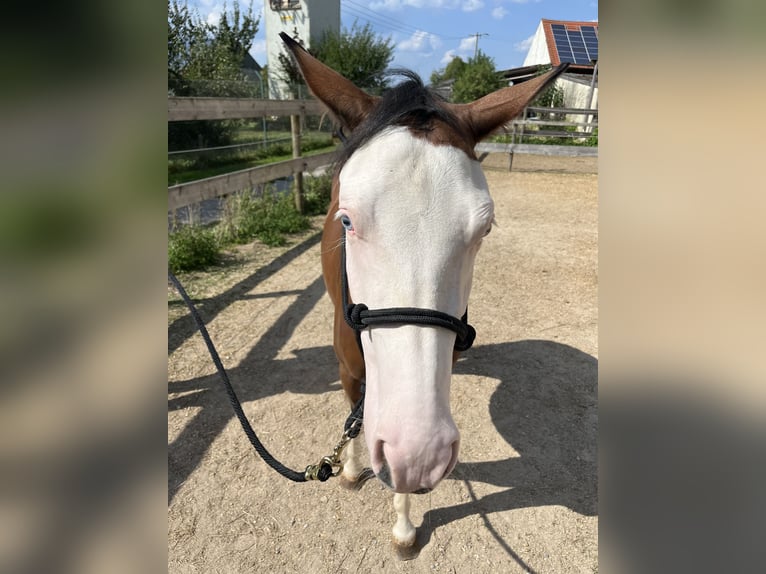 American Quarter Horse Klacz 2 lat Gniada in Freystadt