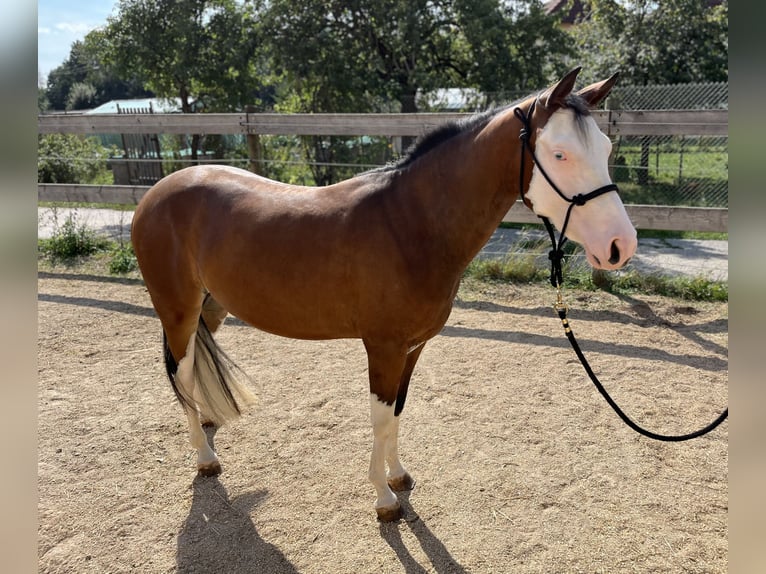 American Quarter Horse Klacz 2 lat Gniada in Freystadt