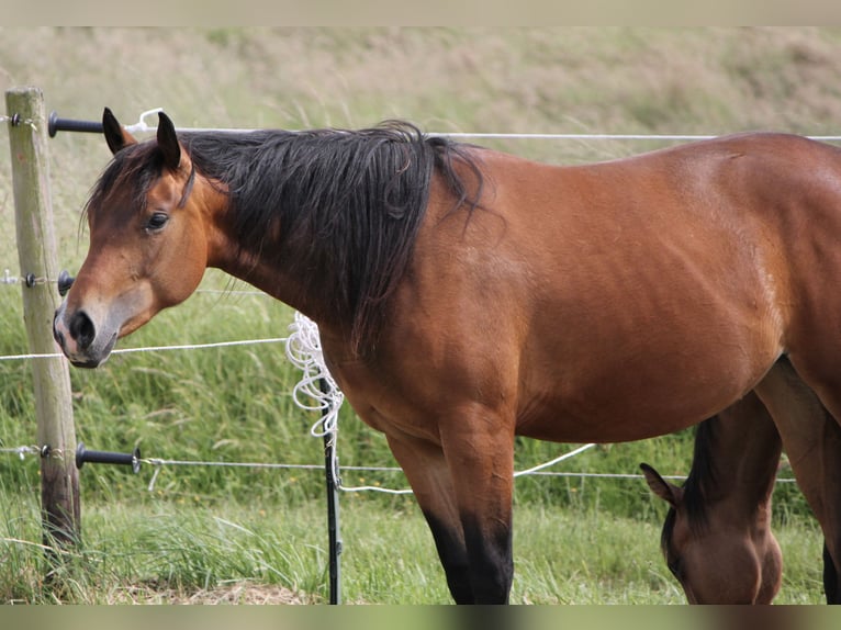 American Quarter Horse Klacz 2 lat Gniada in Beltheim