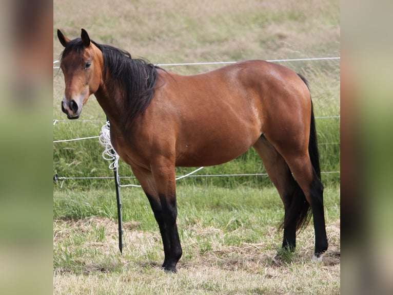 American Quarter Horse Klacz 2 lat Gniada in Beltheim
