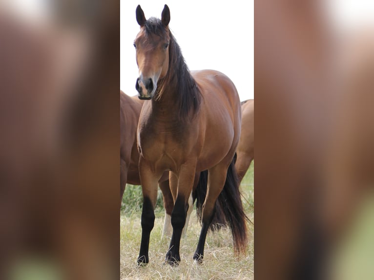 American Quarter Horse Klacz 2 lat Gniada in Beltheim