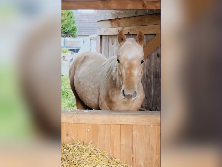 American Quarter Horse Klacz 2 lat Izabelowata in Durmersheim