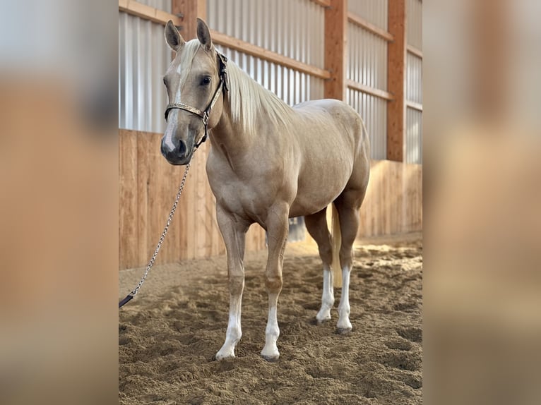 American Quarter Horse Klacz 2 lat Izabelowata in Lahn