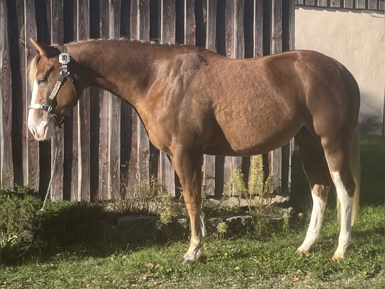 American Quarter Horse Klacz 2 lat Izabelowata in Parkstein