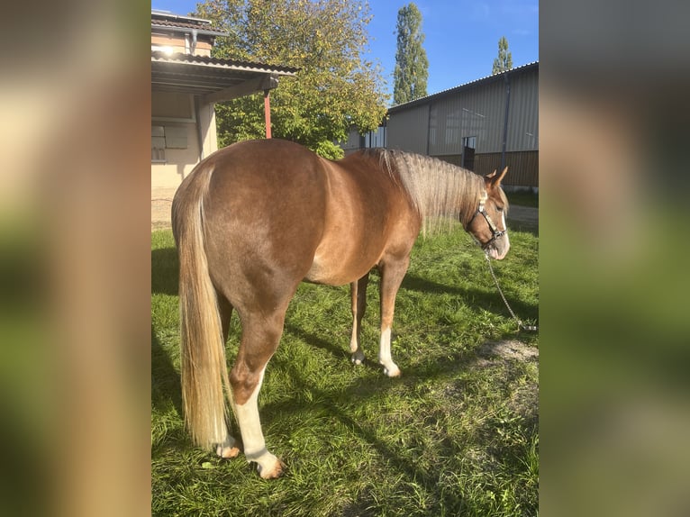 American Quarter Horse Klacz 2 lat Izabelowata in Parkstein