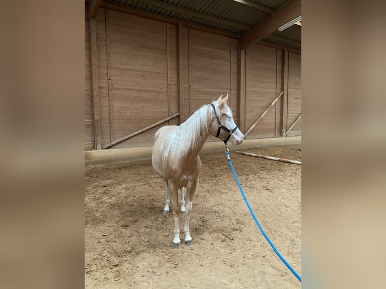 American Quarter Horse Klacz 2 lat Izabelowata in Haunetal