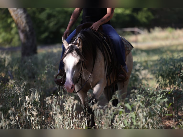 American Quarter Horse Klacz 2 lat Jelenia in Mount Vernon