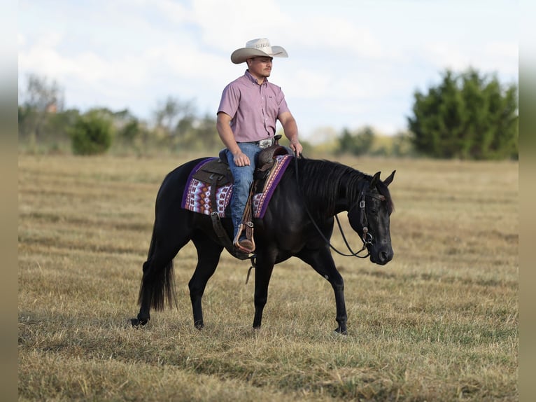 American Quarter Horse Klacz 2 lat Kara in Buffalo