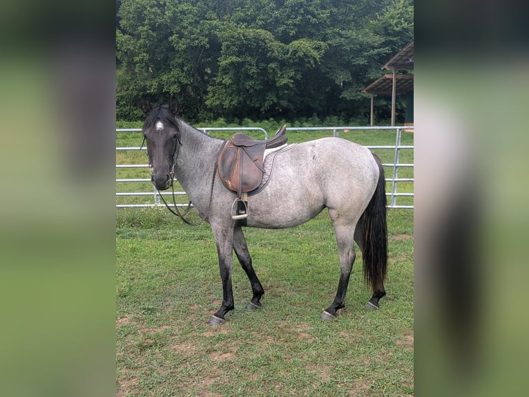 American Quarter Horse Klacz 2 lat Karodereszowata in Centerville