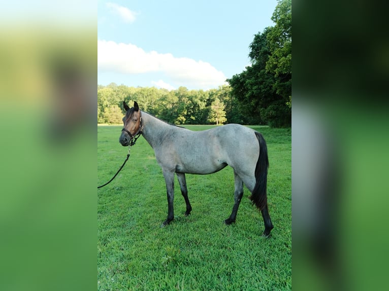 American Quarter Horse Klacz 2 lat Karodereszowata in Centerville