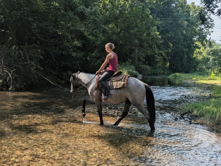 American Quarter Horse Klacz 2 lat Karodereszowata in Centerville